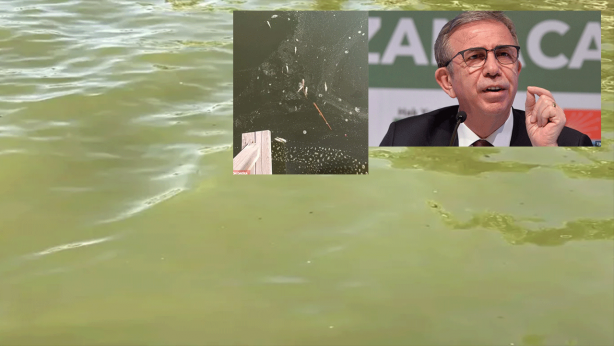 Cevap ver Mansur! Bu balıklar neden öldü?