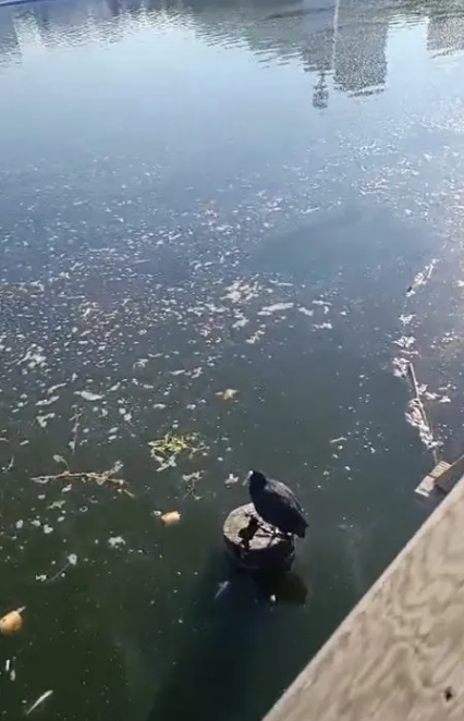 Foto - Cevap ver Mansur! Bu balıklar neden öldü?