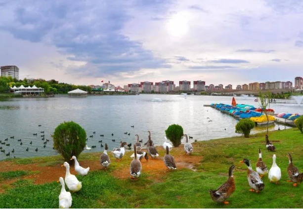 Foto - Cevap ver Mansur! Bu balıklar neden öldü?