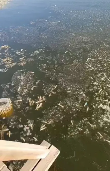 Foto - Cevap ver Mansur! Bu balıklar neden öldü?