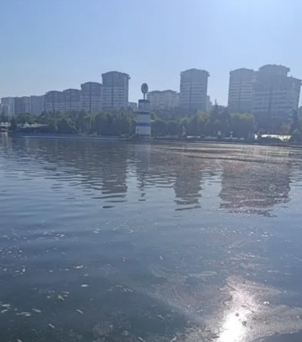 Foto - Cevap ver Mansur! Bu balıklar neden öldü?