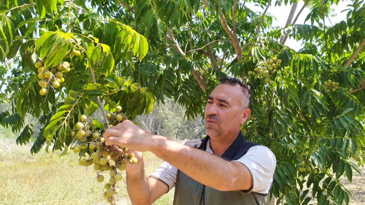 Foto - Ağaçtan toplandığı gibi çamaşır makinesine gidiyor: Sadece Trabzon, Adana’da yetişiyor! 