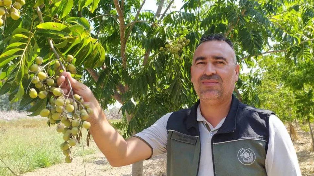 Ağaçtan toplandığı gibi çamaşır makinesine gidiyor: Sadece Trabzon, Adana’da yetişiyor! 