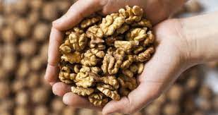 Foto - Ceviz hakkında bilmediğiniz farklı bilgiler! Hem lezzetli hem sağlıklı hem de vitamin dolu! Böylesi görülmedi, inanamadılar