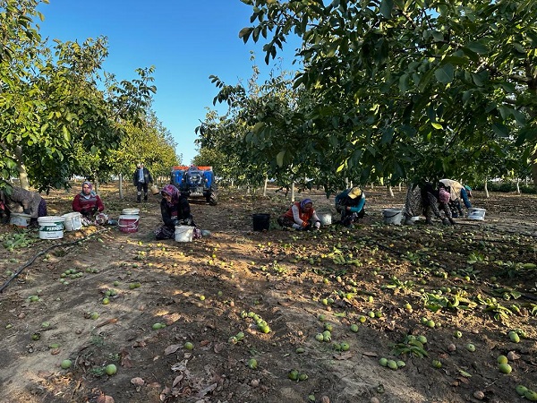 Foto - Ceviz hasadı başla! İşte, beklenen rekolte