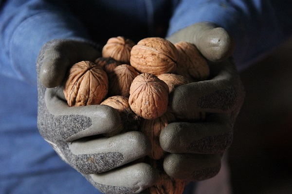 Foto - Ceviz hasadı başla! İşte, beklenen rekolte