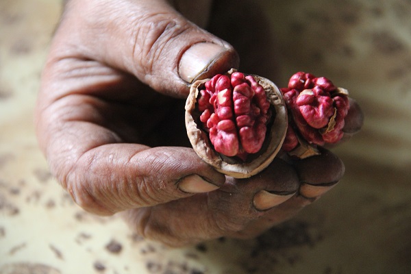 Ceviz hasadı başla! İşte, beklenen rekolte