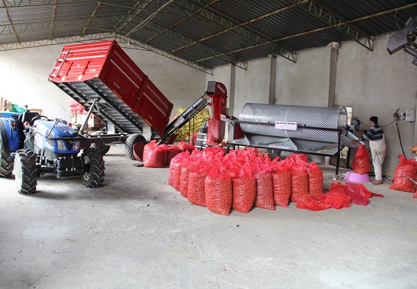 Foto - Ceviz hasadı başla! İşte, beklenen rekolte