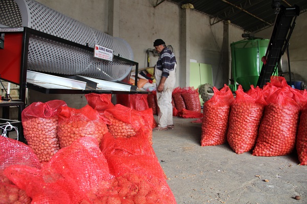 Foto - Ceviz hasadı başla! İşte, beklenen rekolte