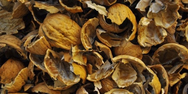 Foto - Ceviz kabuğunu çöpe atmayın!