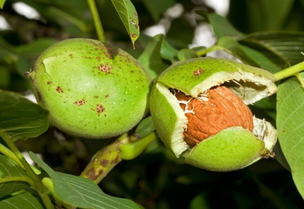 Foto - Ceviz kabuğunun faydaları saymakla bitmiyor