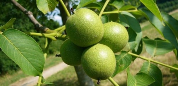 Foto - Ceviz kabuğunun inanılmaz faydaları