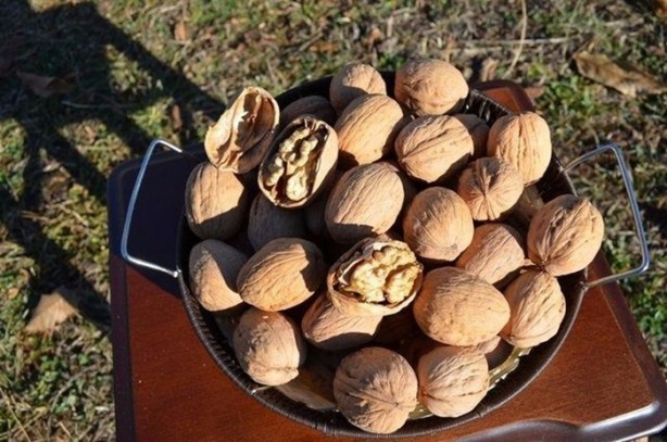 Foto - Ceviz kalp krizi riskini azaltıyor!