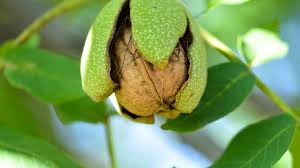 Foto - Ceviz suyu! Hiç duymadığınız ilaç gibi etkisi var! Ceviz suyu nasıl yapılır, ne işe yarar? Faydaları saymakla bitmez