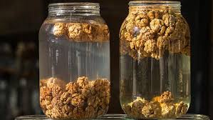 Foto - Ceviz suyu! Hiç duymadığınız ilaç gibi etkisi var! Ceviz suyu nasıl yapılır, ne işe yarar? Faydaları saymakla bitmez