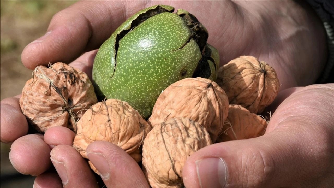 Foto - Ceviz tüketerek kalbinizi koruyun!