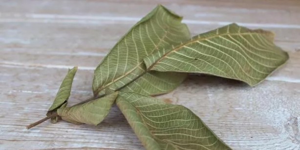 Foto - Ceviz yaprağının bilinmeyen yeni bir faydası ortaya çıktı! Bunun üzerine bir rakip yok: Ne işe yarar açıklıyoruz