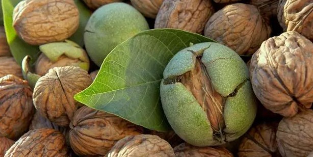 Foto - Ceviz yaprağının bilinmeyen yeni bir faydası ortaya çıktı! Bunun üzerine bir rakip yok: Ne işe yarar açıklıyoruz