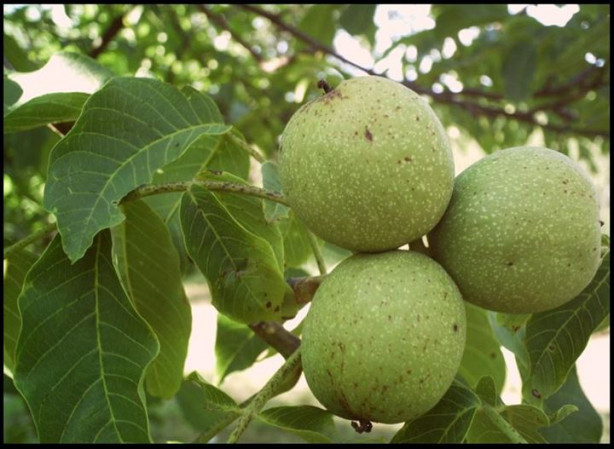 Foto - Ceviz yaprağının öyle faydaları var ki!