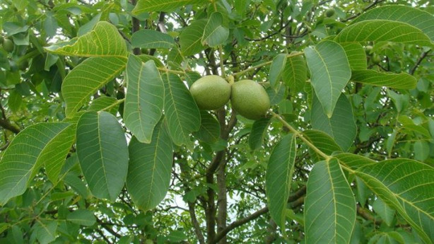 Foto - Ceviz yaprağının öyle faydaları var ki!