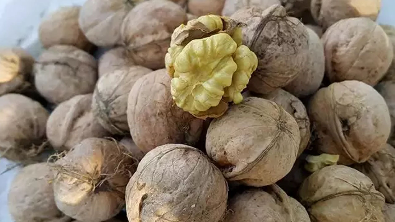 Foto - Ceviz yerseniz bakın ne olur?