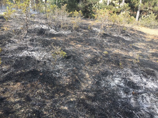 Foto - Çevre temizliğine katkı sunmak istedi! Koca ormanı tutuşturdu
