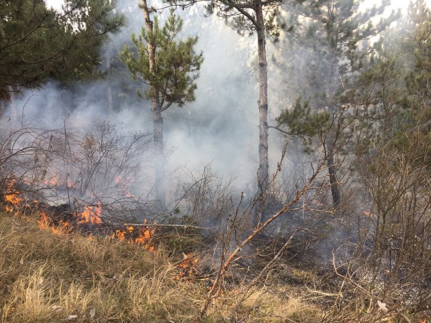 Çevre temizliğine katkı sunmak istedi! Koca ormanı tutuşturdu