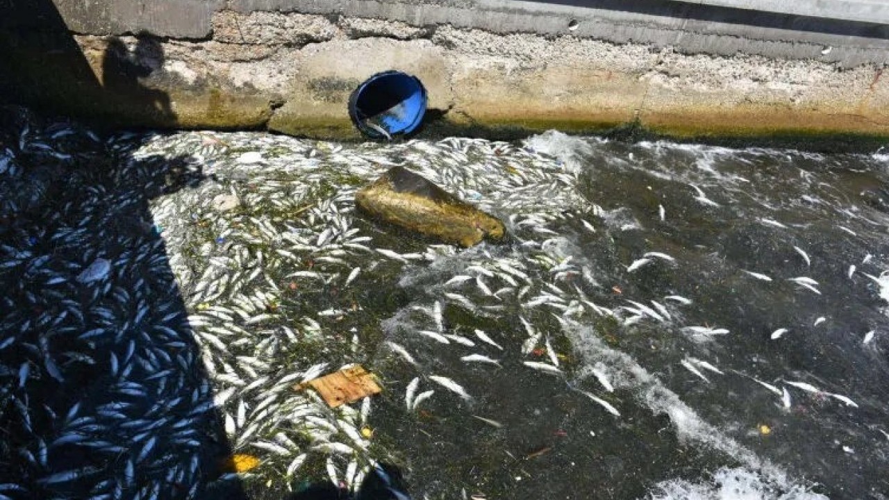 Foto - 'Çevreci' CHP'nin yönetimindeki İzmir'de balık ölümleri yeniden başladı!