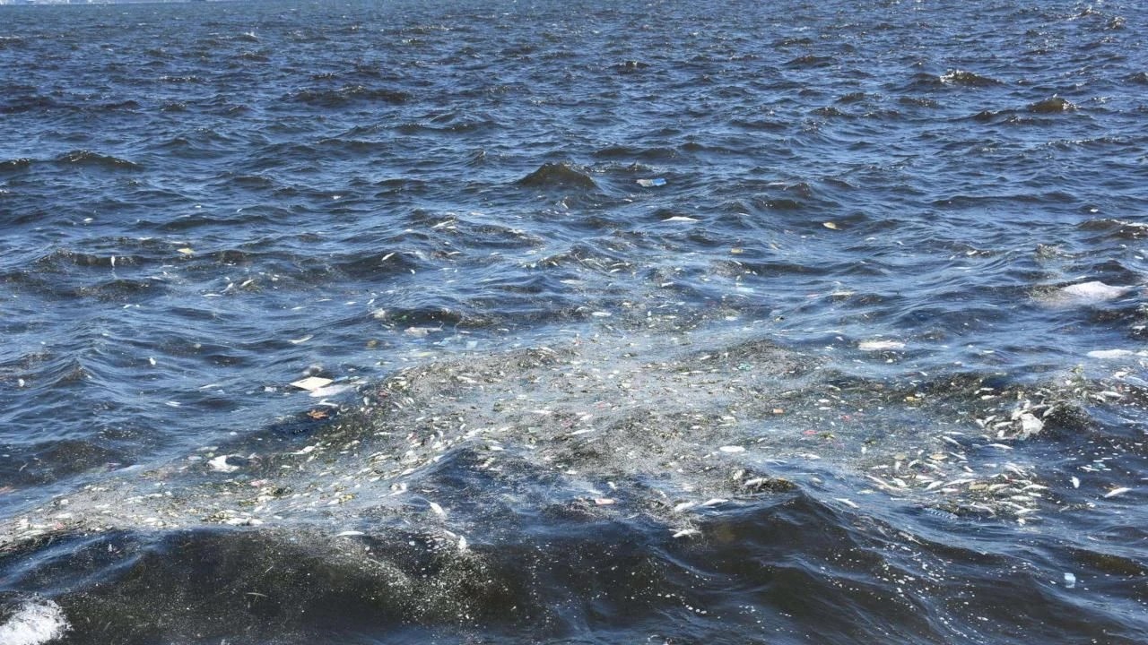 Foto - 'Çevreci' CHP'nin yönetimindeki İzmir'de balık ölümleri yeniden başladı!