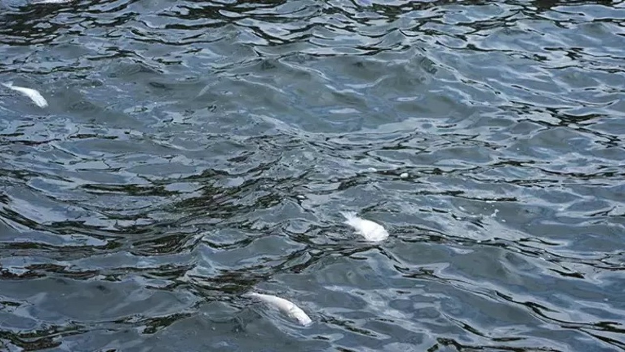 Foto - 'Çevreci' CHP'nin yönetimindeki İzmir'de balık ölümleri yeniden başladı!