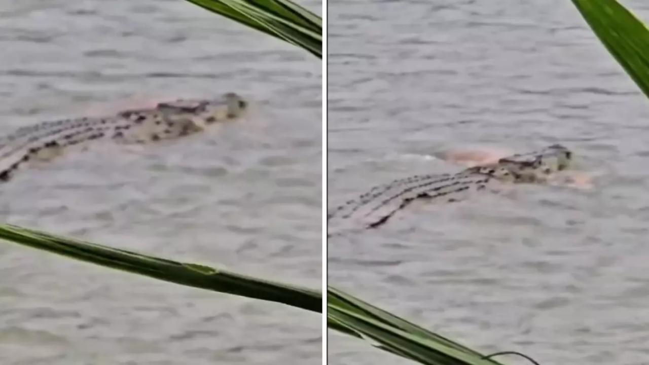 Çevredekilerin kurtarma çabası sonuçsuz kaldı! Timsah, suya sürüklediği yaşlı adamı böyle öldürdü 