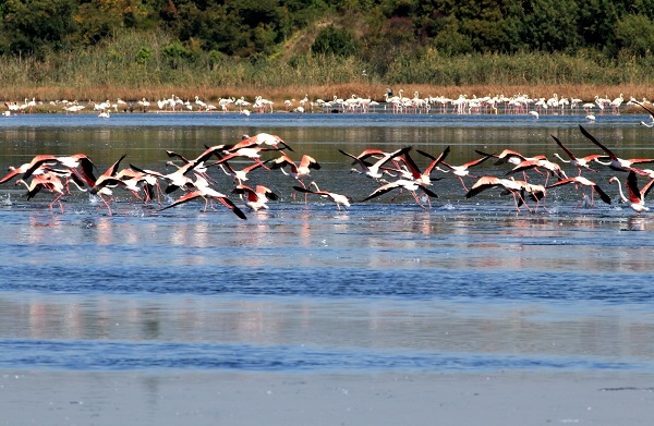 Foto - Çevresel dönüşümün simgesi: Hersek Lagünü