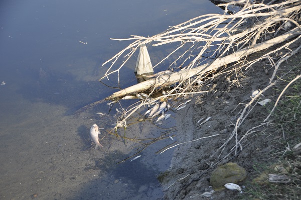 Foto - Ceyhan Nehri’nde balık ölümleri! 