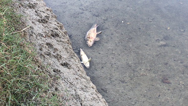 Foto - Ceyhan Nehri’nde balık ölümleri! 