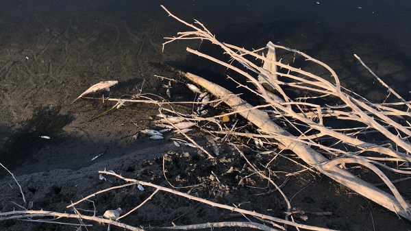 Foto - Ceyhan Nehri’nde balık ölümleri! 