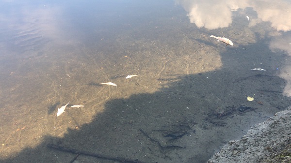 Foto - Ceyhan Nehri’nde balık ölümleri! 