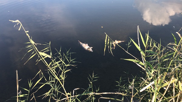 Foto - Ceyhan Nehri’nde balık ölümleri! 