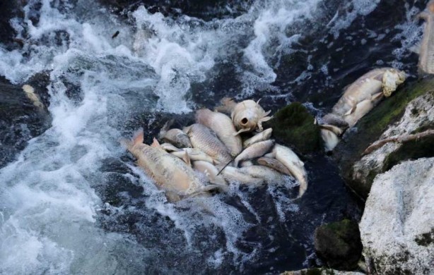 Foto - Ceyhan Nehri’nde binlerce ölüm! Nedeni araştırılıyor