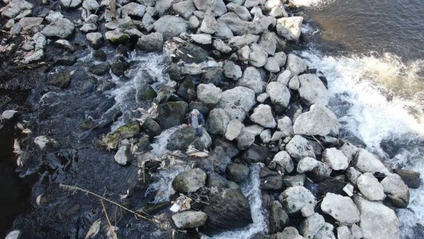 Foto - Ceyhan Nehri’nde binlerce ölüm! Nedeni araştırılıyor