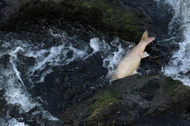 Foto - Ceyhan Nehri’nde binlerce ölüm! Nedeni araştırılıyor
