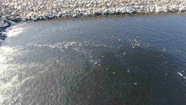 Foto - Ceyhan Nehri’nde binlerce ölüm! Nedeni araştırılıyor