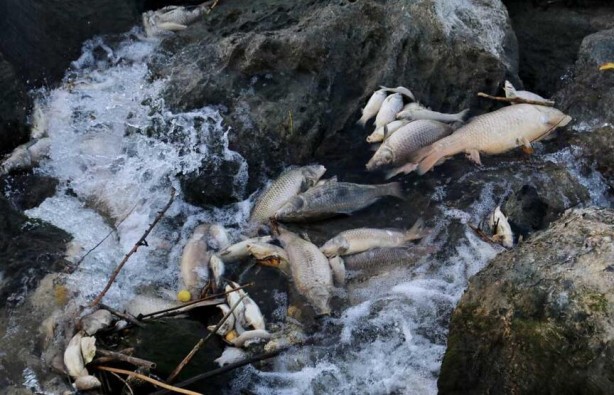 Foto - Ceyhan Nehri’nde binlerce ölüm! Nedeni araştırılıyor