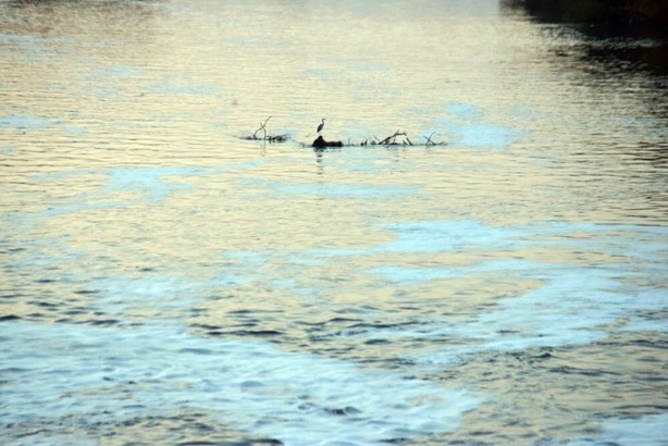 Foto - Ceyhan Nehri'nde endişelendiren görüntü