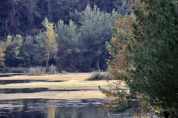 Foto - Ceyhan Nehri'nde sonbahar