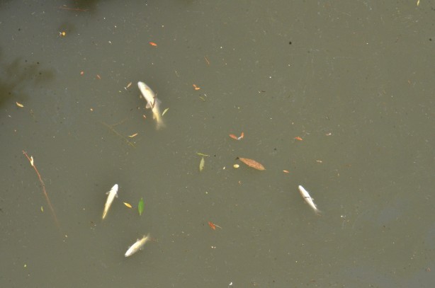 Foto - Ceyhan Nehri’nde ürküten görüntü! Balıklar telef oldu