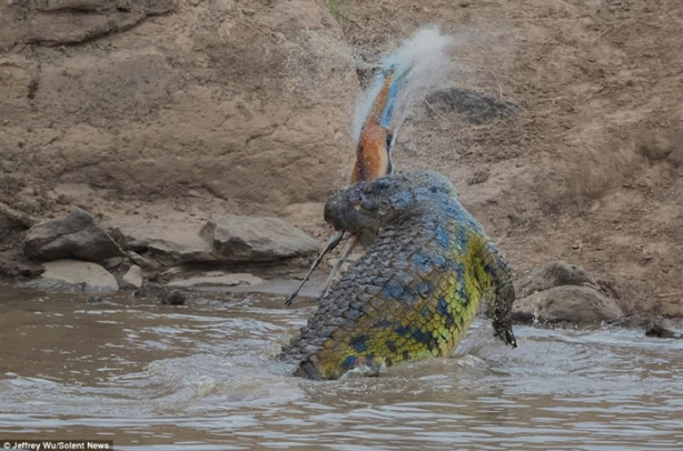 Foto - Ceylan dev timsaha av oldu!