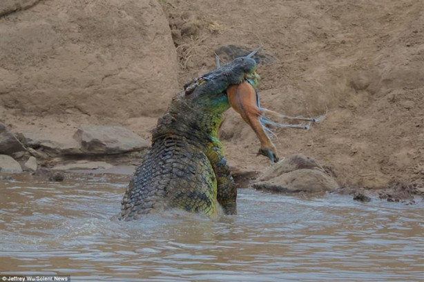 Foto - Ceylan dev timsaha av oldu!