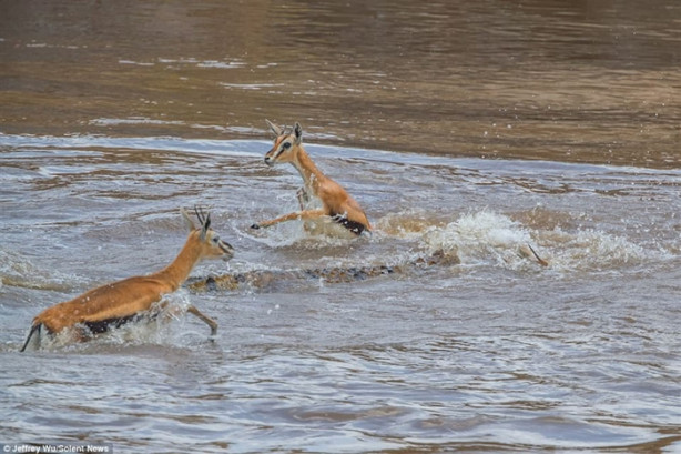 Ceylan dev timsaha av oldu!
