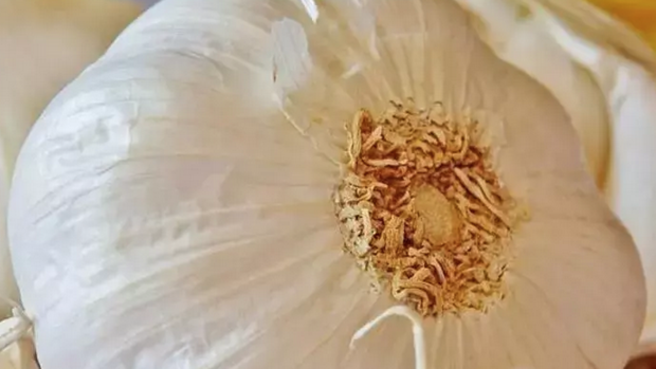 Foto - Çeyrek bardağı bile damardaki kolesterolü silip atıyor! Kabuğunu limonla kaynatınca vücudu zımba gibi yapıyor!