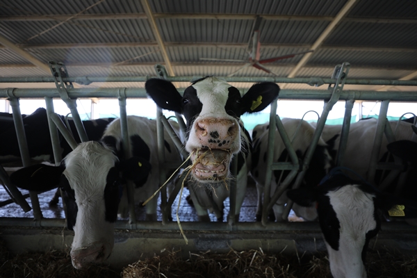 Foto - Cezaevinin elektrik ihtiyacı gübreden sağlanıyor!